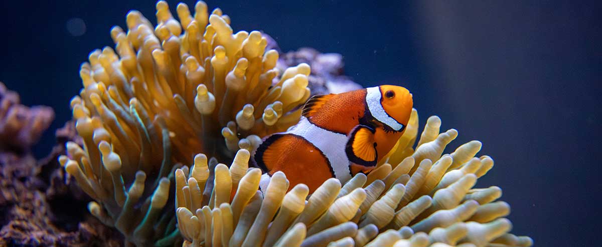 fish in corals