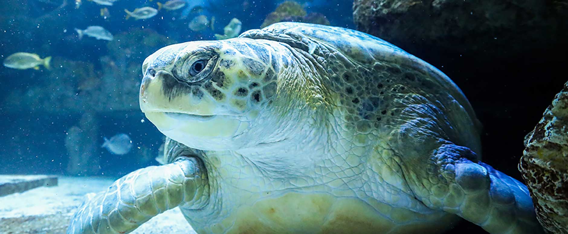 turtle