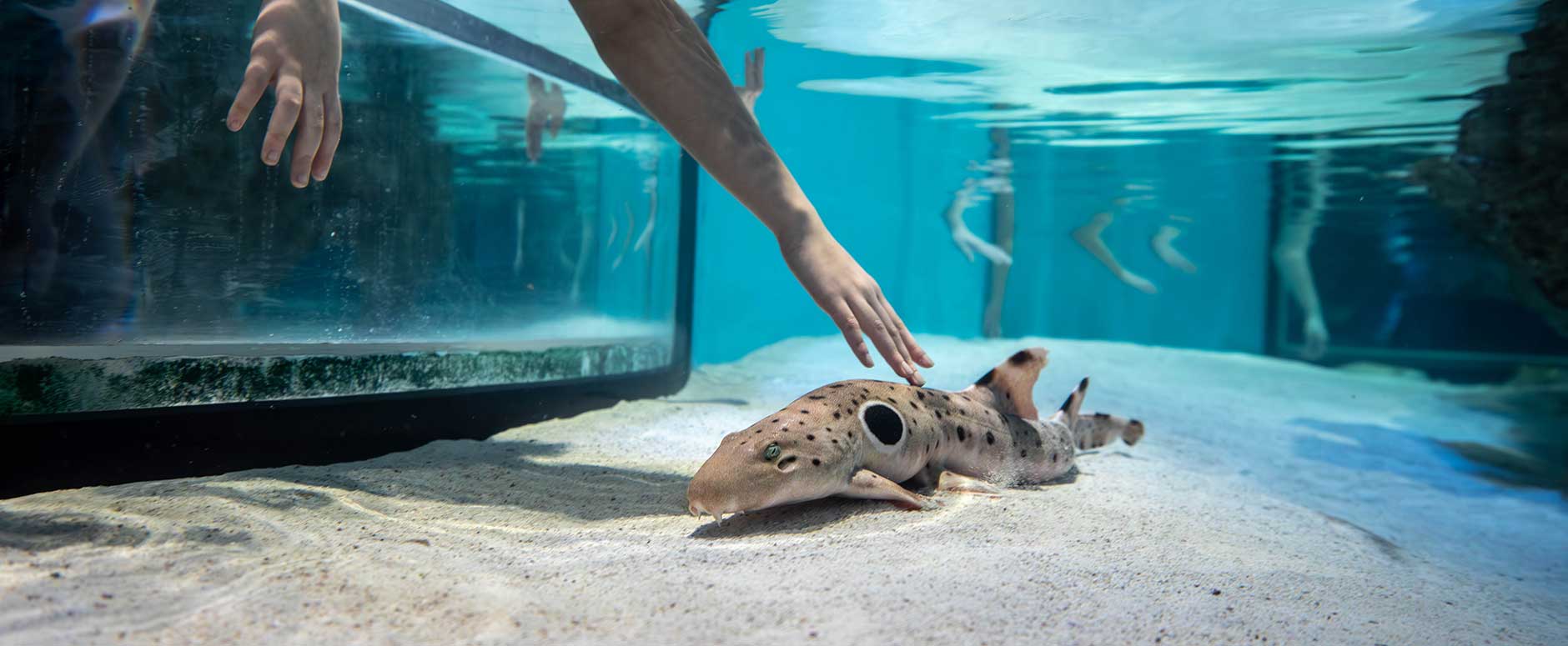 guests hands touching a fish in a tank
