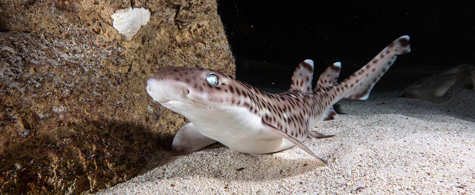 shark
