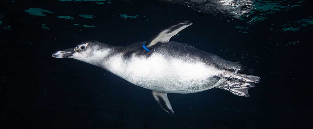 penguin swimming under water