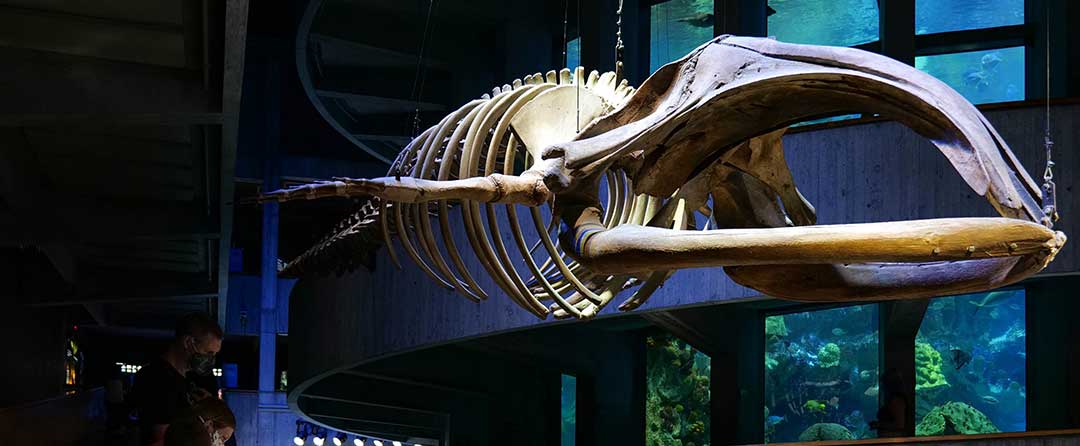 whale skeleton