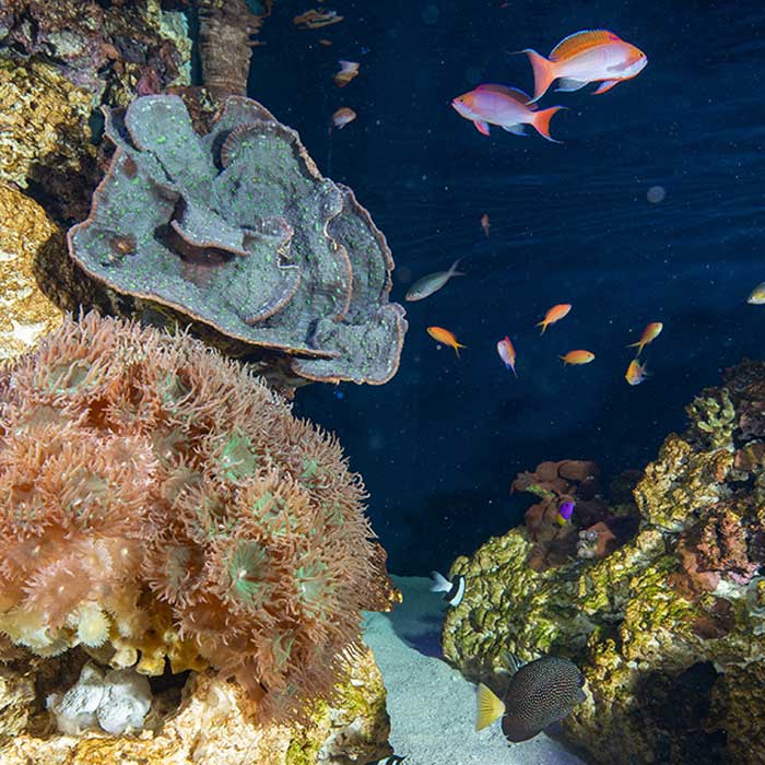 fish and corals