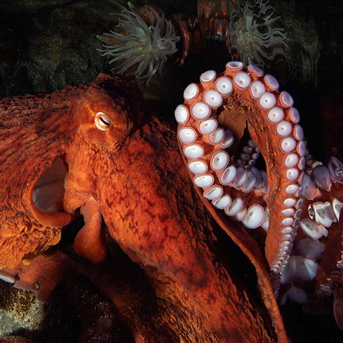 Octopus