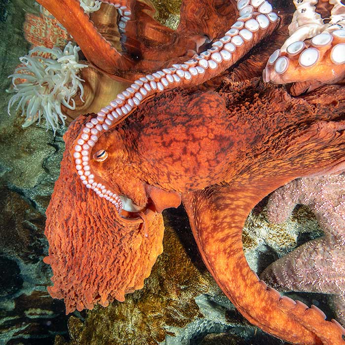 Octopus