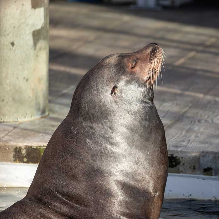 seal