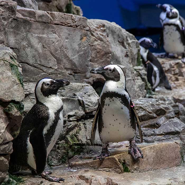 penguins