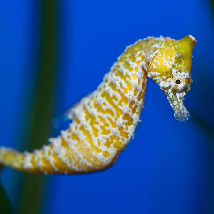 seahorse