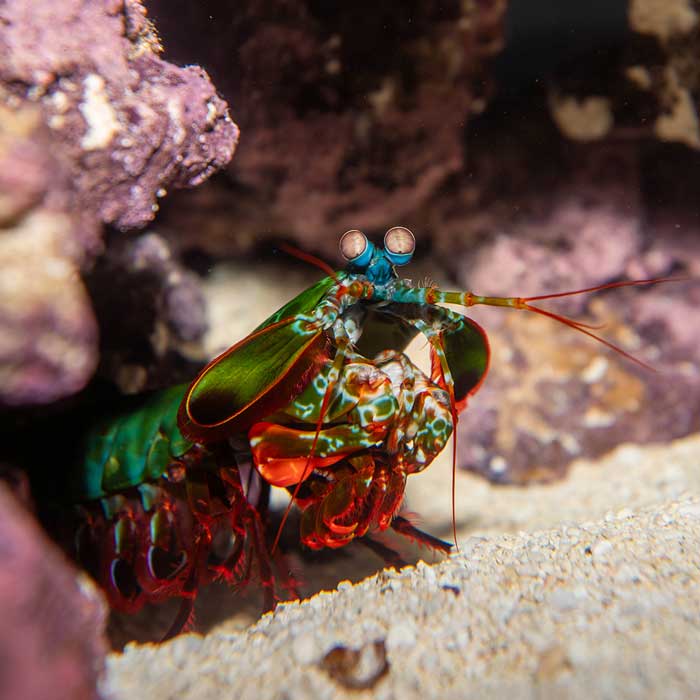 crustacean