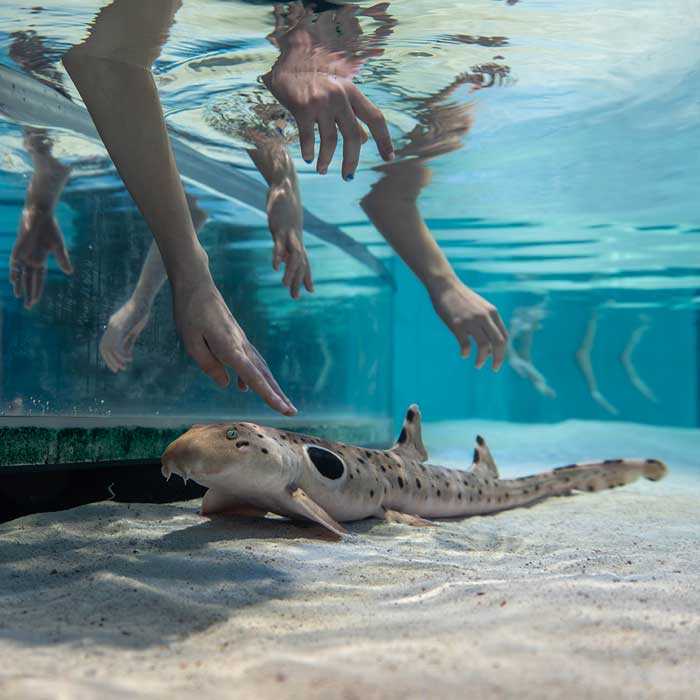 touching the fish