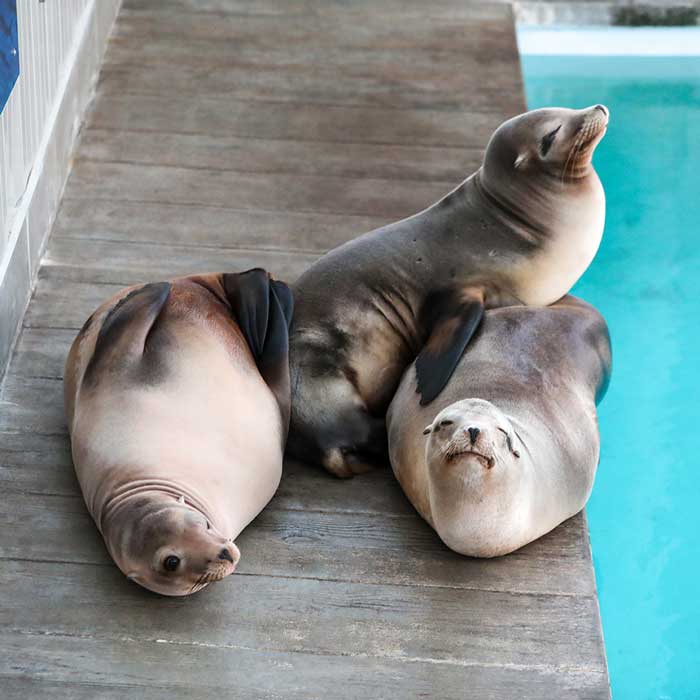 seals