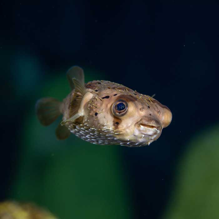 fish