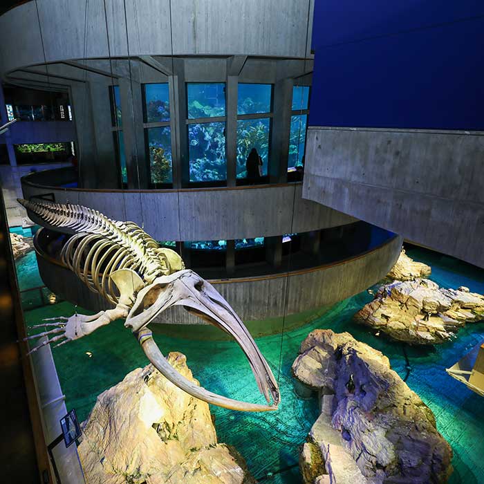 whale skeleton