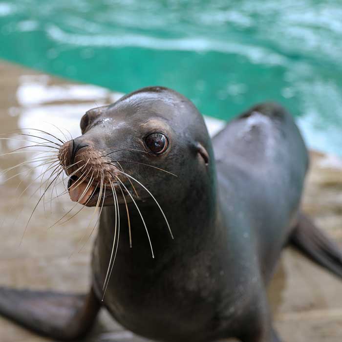 seal