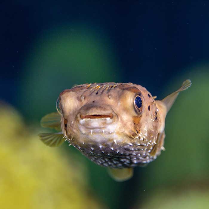 fish