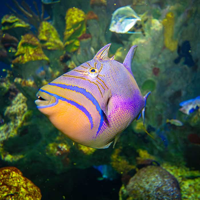 queen trigger fish