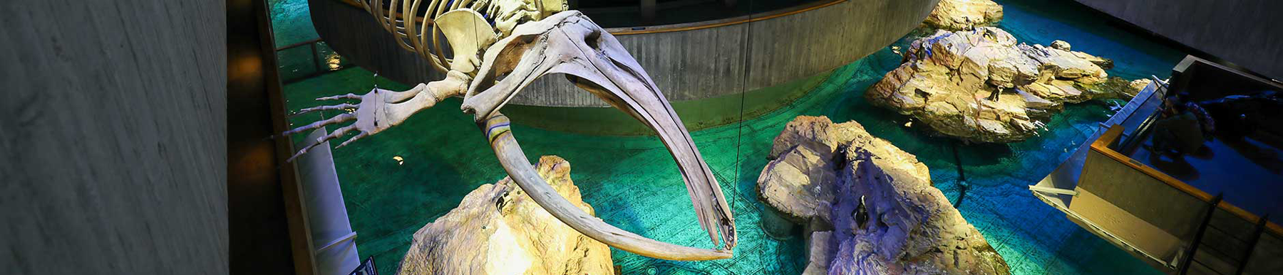 whale skeleton