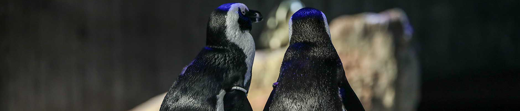 penguins