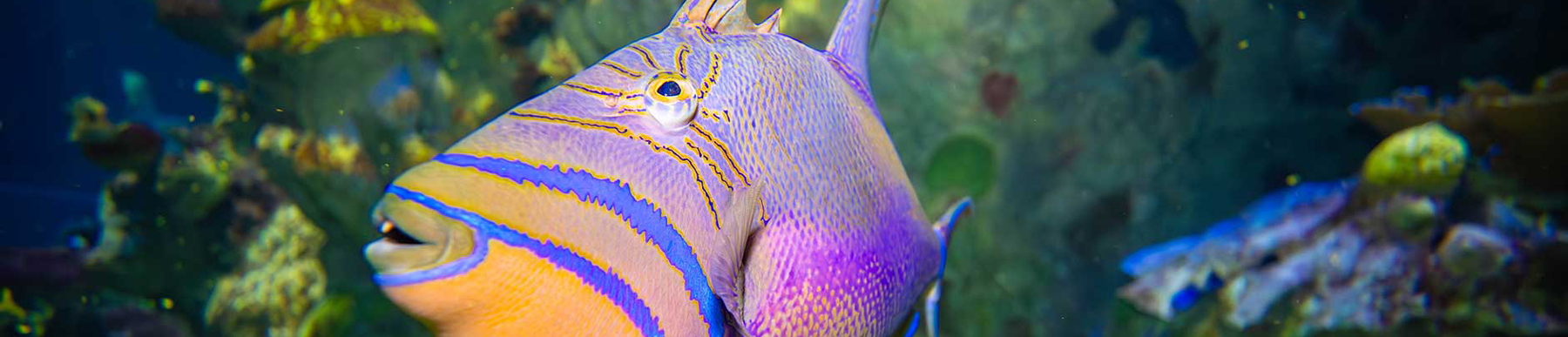 Queen Trigger Fish