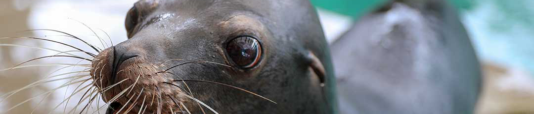 seal