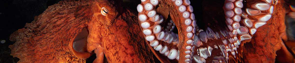 Octopus