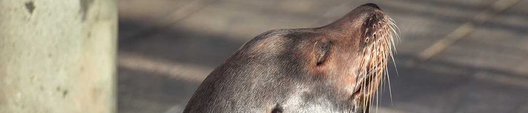 seal