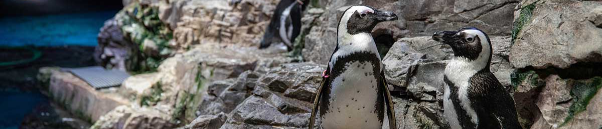 penguins