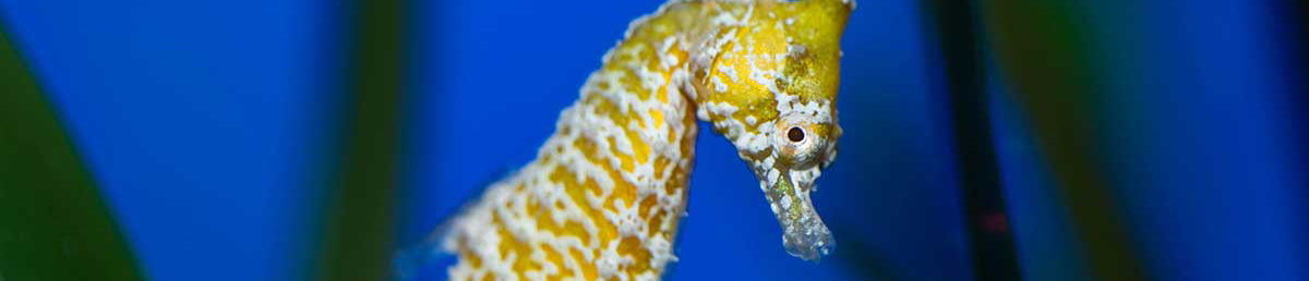 seahorse