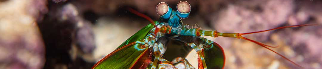 crustacean