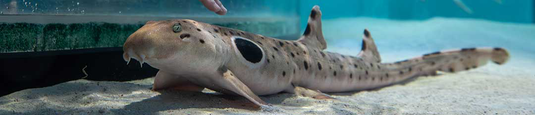 touching the fish