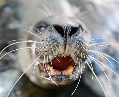 seal