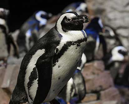 penquin