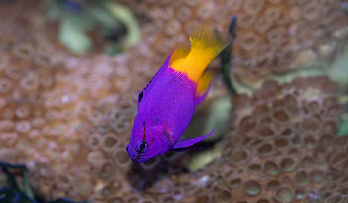 colorful fish