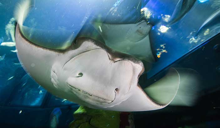 ray
