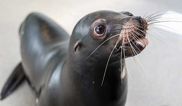 seal